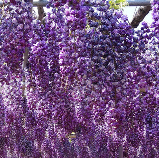 Wisteria floribunda Naga Noda