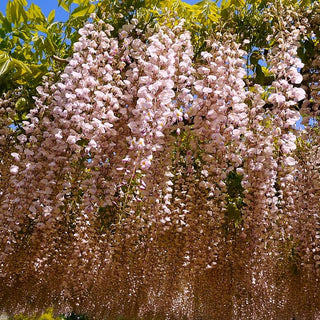 Wisteria Floribunda Peaches And Cream