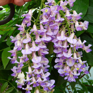 Wisteria Macrostachya Blue Moon