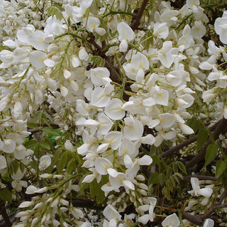 Wisteria sinensis Alba