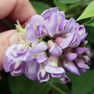 Wisteria Amethyst Falls