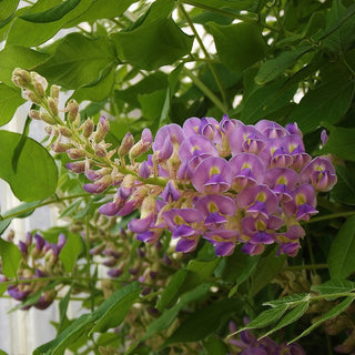 Wisteria macrostachya ‘Aunt Dee’
