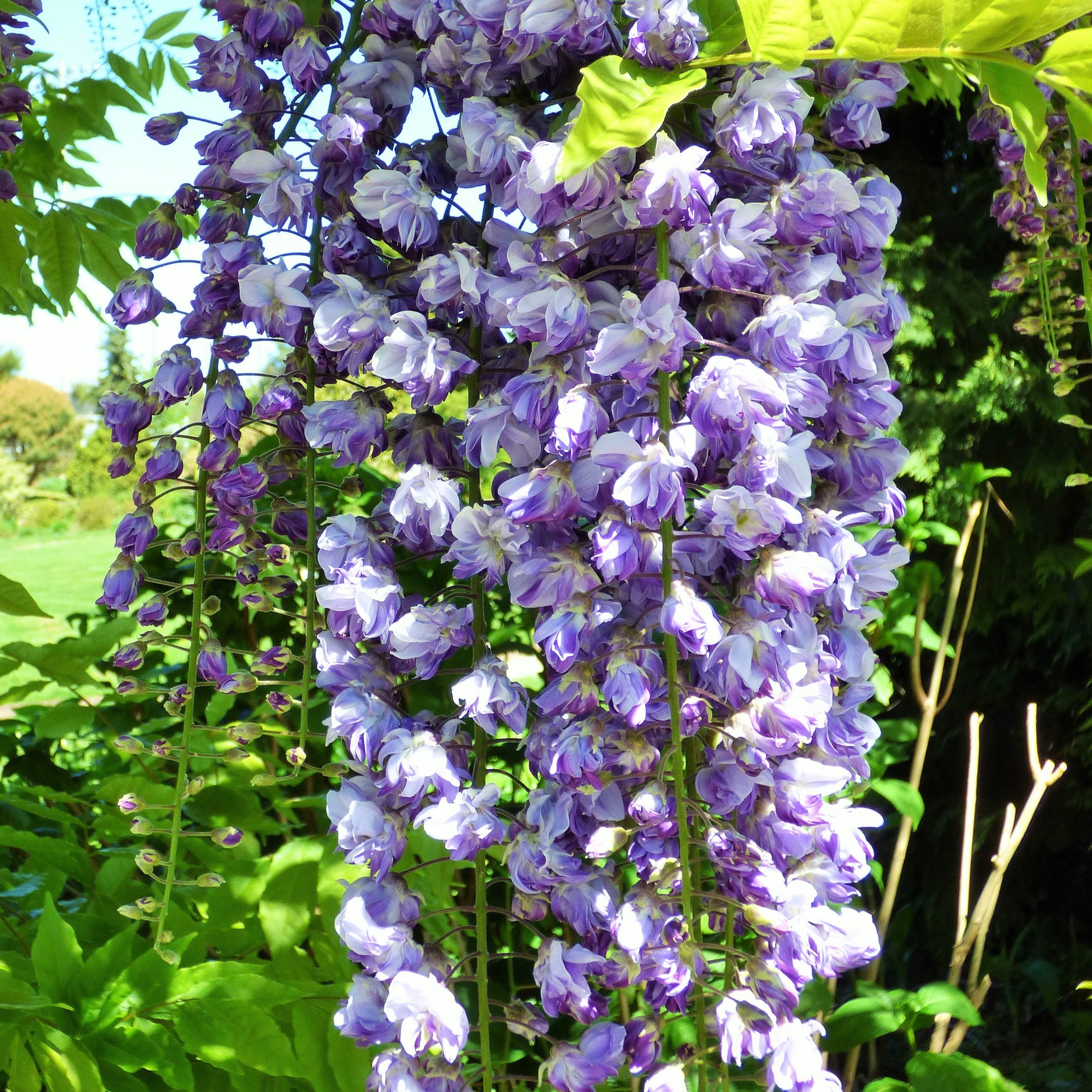 Preorder Wisteria floribunda 'Black Dragon'