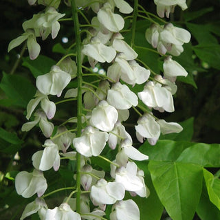 Wisteria macrostachya Clara Mack