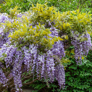 Wisteria Golden Dragon