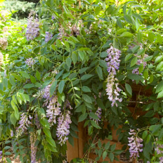 Wisteria macrostachya Summer Cascade