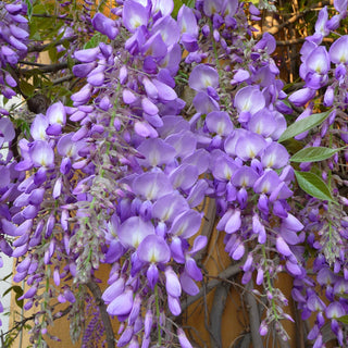 Wisteria sinensis