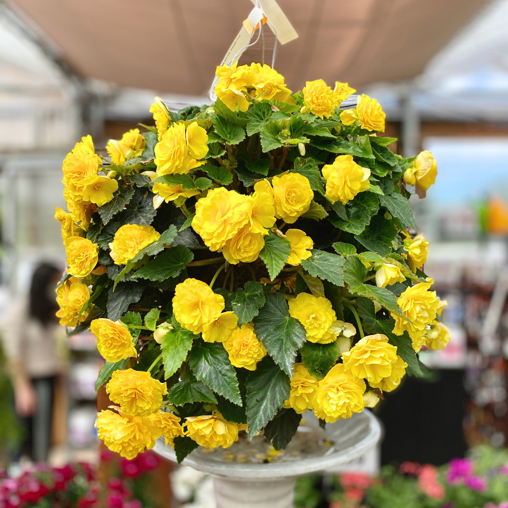 yellow hanging plants Preorder Yellow Solenia Begonia Moss Hanging Basket