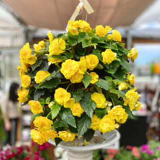 Yellow Solenia Begonia Moss Hanging Basket