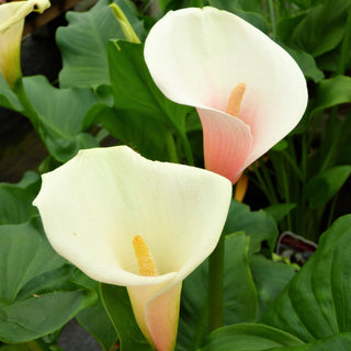 Zantedeschia Kiwi Blush