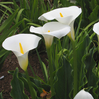 Zantedeschia Snow White