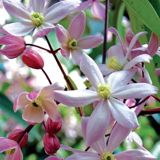 Clematis armandii ‘Apple Blossom’