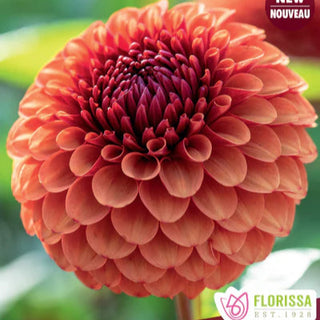 Dahlia ‘Brown Sugar’ 