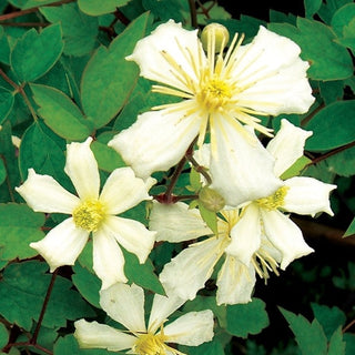 Clematis fargesioides