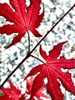 Acer palmatum ‘Purple Ghost'