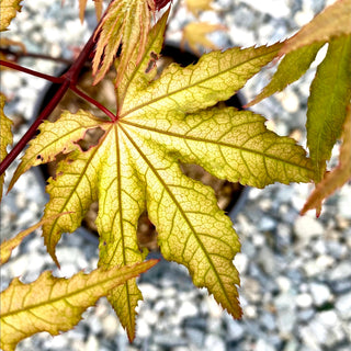 Acer palmatum ‘Samurai'