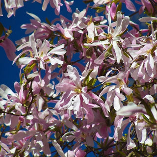 Magnolia Leonard Messel