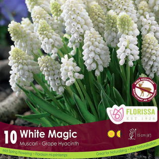 Muscari ‘White Magic'