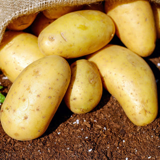 Potato ‘Satina'