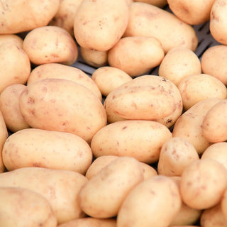 Potato ‘Warba’