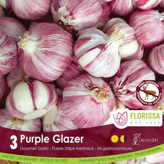 Purple Glazer Garlic