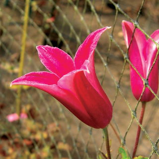 texensis Princess Diana