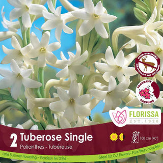 Tuberose Double ‘The Pearl’