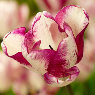 Tulip 'Shiun'