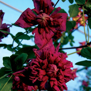 Clematis viticella Purpurea Plena Elegans