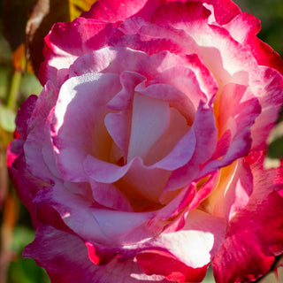 Rose ‘Double Delight’