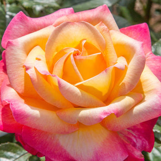 Rose ‘Enchanted Peace’