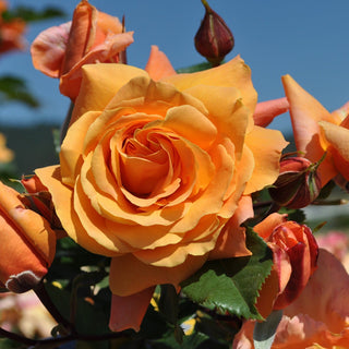 Rose ‘Arborose Tangerine Skies’