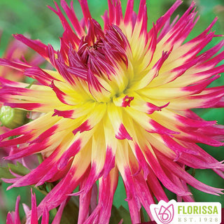 Dahlia ‘Lindsay Michelle’ (1/pkg)