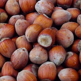 Hazelnut - Corylus avellana ‘Jefferson’