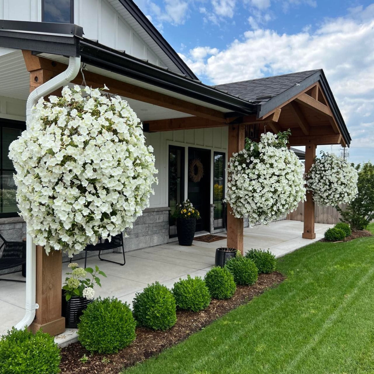 plants for moss hanging baskets Preorder Lindsay's Favourite All-White Moss Hanging Basket