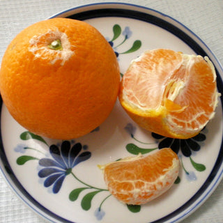 Citrus ‘Kiyomi Tangor’