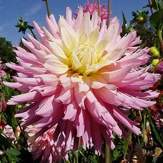 Dahlia ‘Miss Teagan’