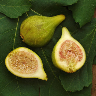 Fig - Ficus carica ‘Peter’s Honey’