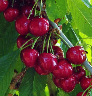 Cherry - Prunus avium ‘Lapins’
