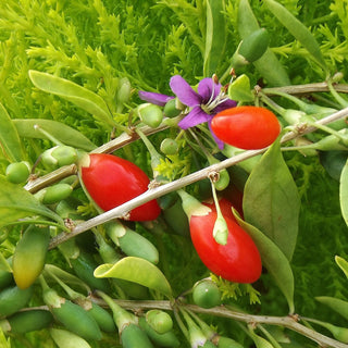 Gogi Berry - Lycium barbarum ‘Firecracker’