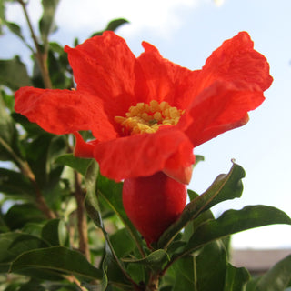 Pomegranate - Punica granatum ‘Parfianka’