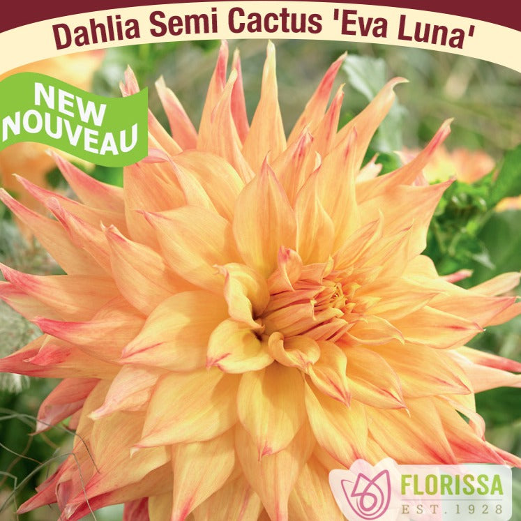 Preorder Dahlia ‘Eva Luna’ | Amsterdam Garden Centre