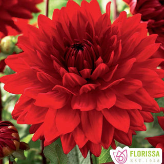 Dahlia ‘Babylon Red’ (1/pkg)