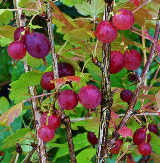 Gooseberry - Pink Gooseberry (Ribes hirtellum ‘Pixwell’)