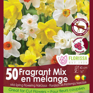 Narcissus (Daffodil) Fragrant Mix - Mesh Bag of 50