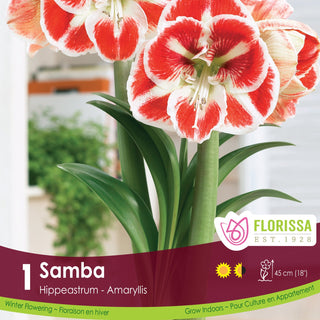 Amaryllis 'Samba' (1/Package)