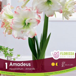 Amaryllis 'Amadeus' (1/Package)