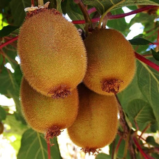 Kiwi - Actinidia deliciosa ‘Saanichton’