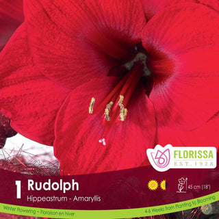 Amaryllis 'Rudolph' 