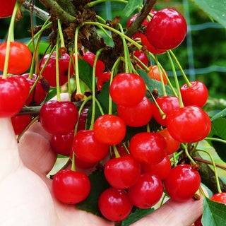 Cherry - Prunus cerasus ‘Montmorency’